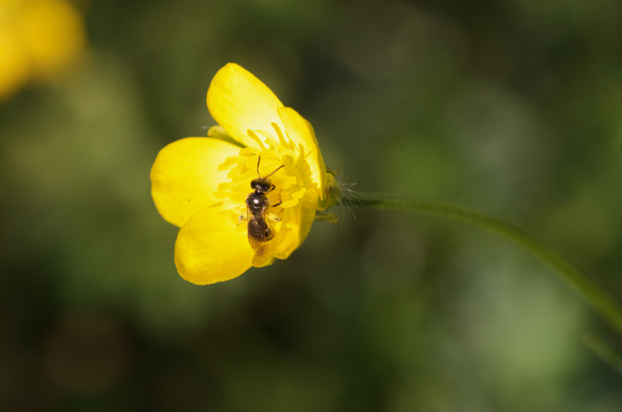 Une abeille affamée dans un joli bouton d'or 