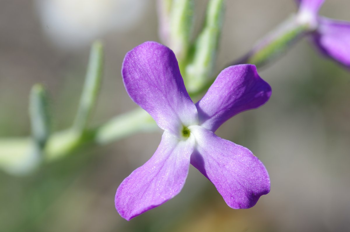 Giroflée des Dunes - Matthiola sinuat