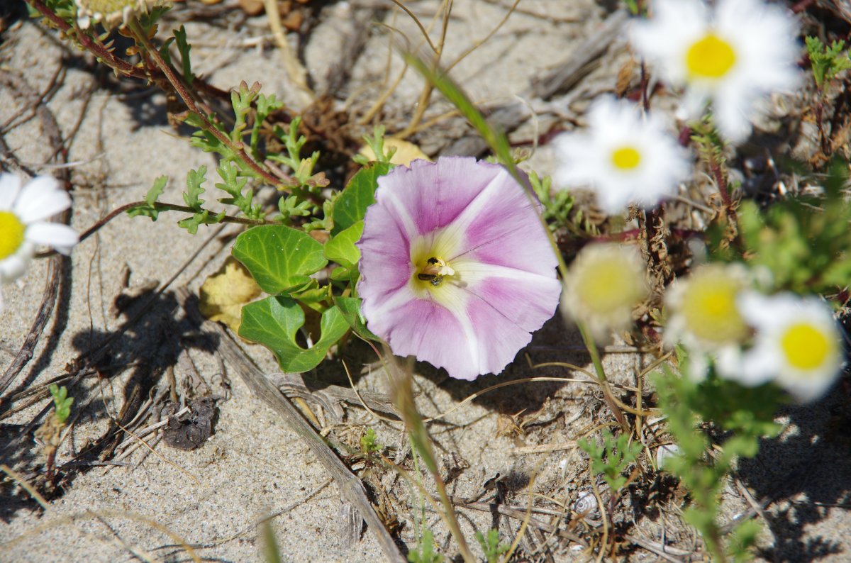 Liseron des dunes - Calystegia soldanella
