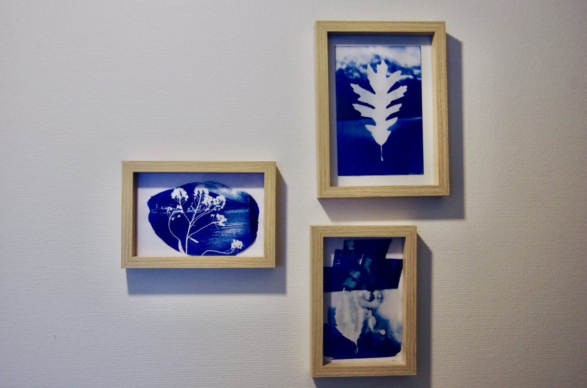 Quelques cyanotypes mélant plantes et plaques photographiques en verre