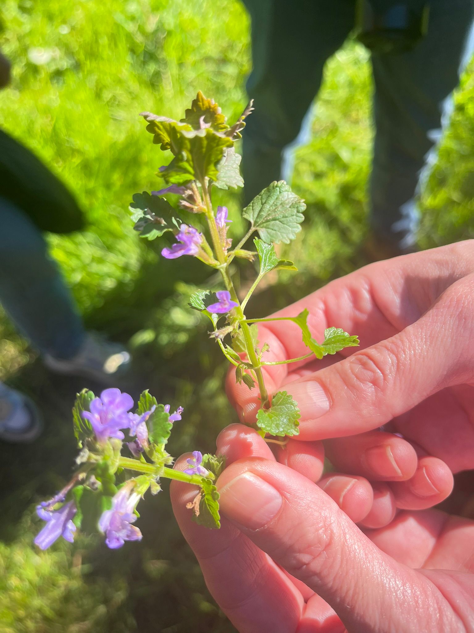 Emmanuel loupe de botaniste