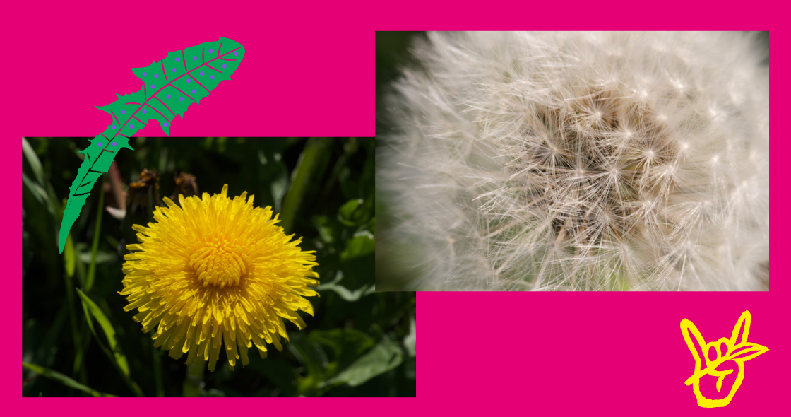 Capitule de pissenlit en fleurs et en graines...