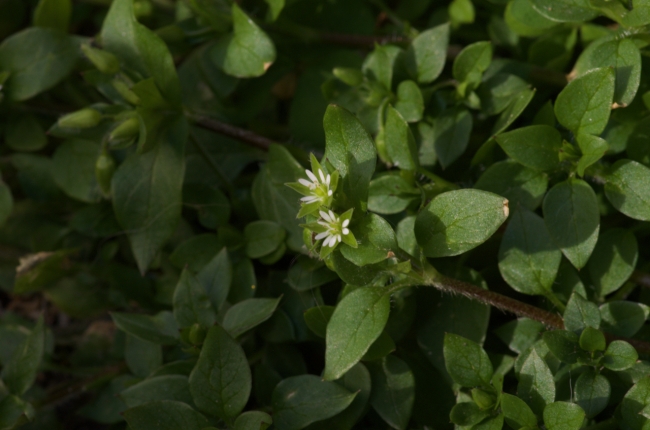 Balade Herbier urbain