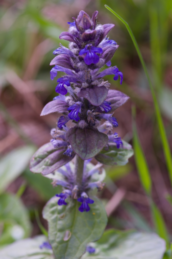 Balade Herbier urbain