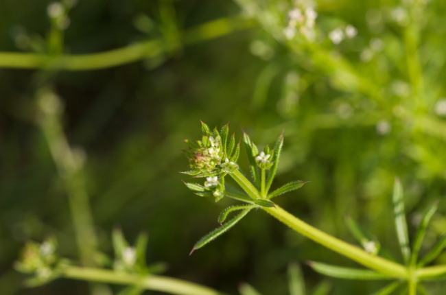 Balade "Cueillette Sauvage"