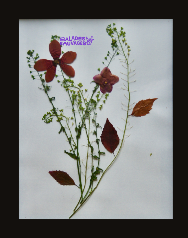 Carte cadeau - Atelier Faire son herbier 