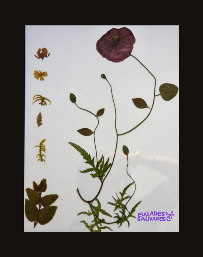 Carte cadeau - Atelier Faire son herbier 