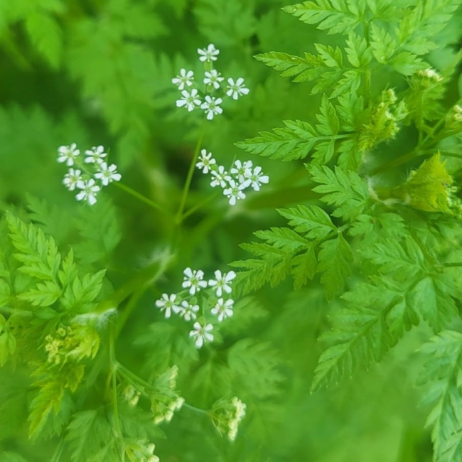 Atelier Tisanes sauvages