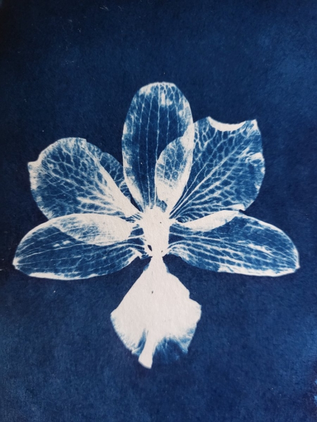 Atelier Cyanotype - Balades Sauvages x L'Équilibriste