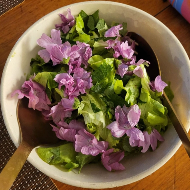 Nouveau ! Balade cueillette et cuisine sauvage