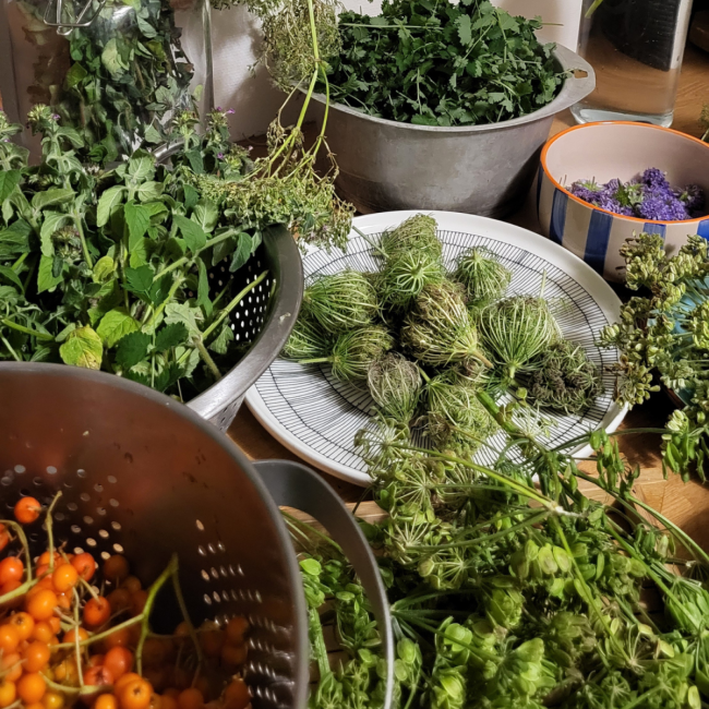 Nouveau ! Balade cueillette et cuisine sauvage