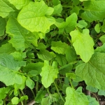 Balade Herbier urbain