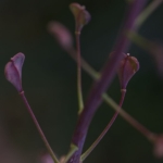 Balade "Cueillette Sauvage"