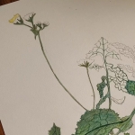 Atelier Herbier urbain