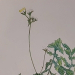 Atelier Herbier urbain