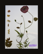 Carte cadeau - Atelier Faire son herbier 