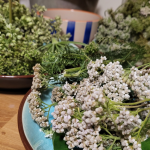 Nouveau ! Balade cueillette et cuisine sauvage
