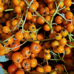 Nouveau ! Balade cueillette et cuisine sauvage